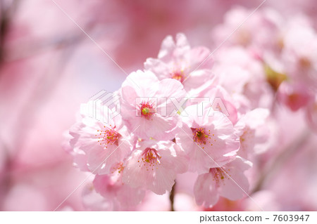 橫櫻 7603947