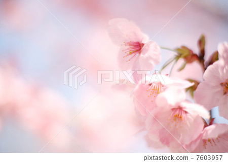Yokozakura Yokozakura 7603957