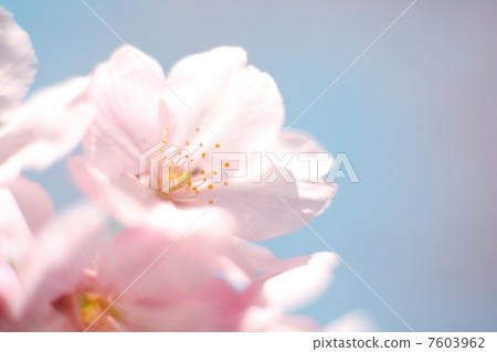 Yokozakura Yokozakura 7603962