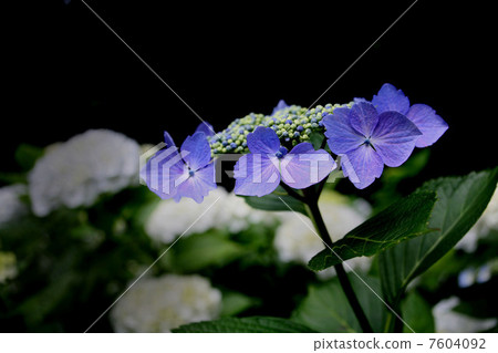 繡球花繡球花繡球花 繡球花繡球花繡球花 7604092