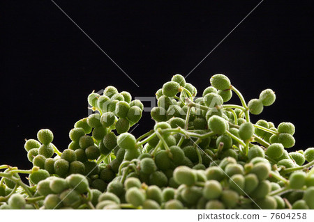 三正果 三正果 7604258