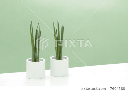 Houseplant / Sanseberia (bar type) 7604580