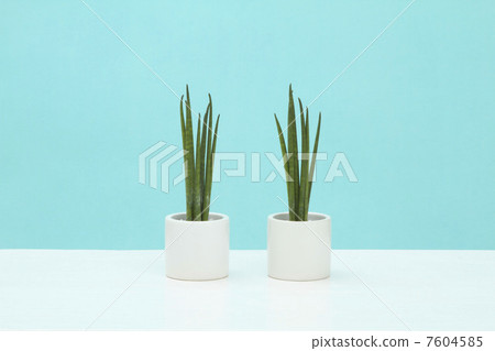 Houseplant / Sanseberia (bar type) Houseplant / Sanseberia (bar type) 7604585