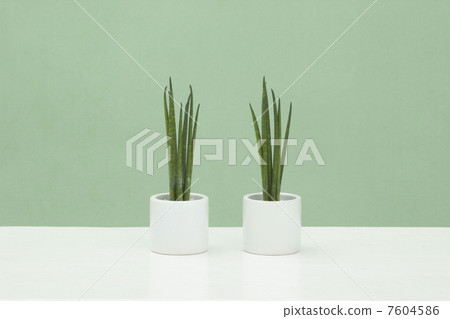 Houseplant / Sanseberia (bar type) Houseplant / Sanseberia (bar type) 7604586