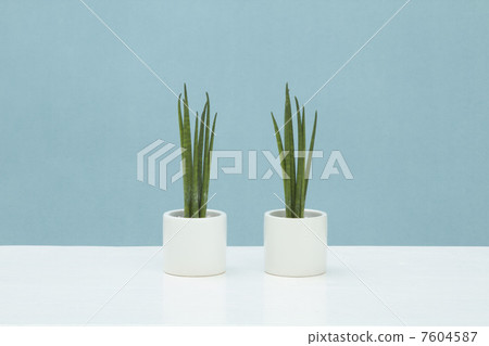 Houseplant / Sanseberia (bar type) Houseplant / Sanseberia (bar type) 7604587