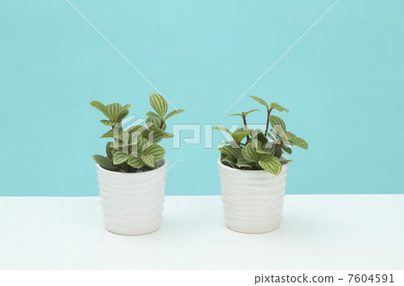 Houseplant / Peperomia / Pterolata Houseplant / Peperomia / Pterolata 7604591