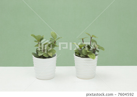 Houseplant / Peperomia / Pterolata 7604592