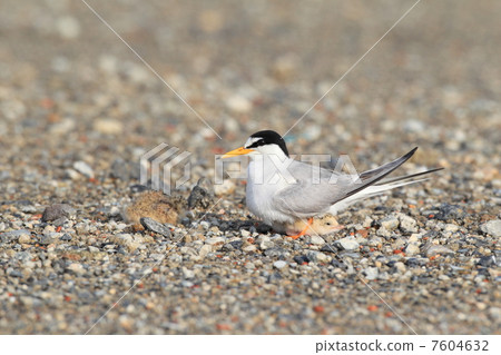 Parent and child of Cordyceps Parent and child of Cordyceps 7604632
