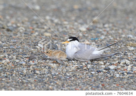 冬蟲夏草的父母和孩子 冬蟲夏草的父母和孩子 7604634