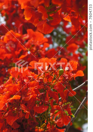 Flame tree flower 7604733