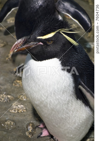 Iwatobi penguins 7604736