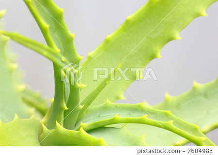 Aloe leaves Aloe leaves 7604983