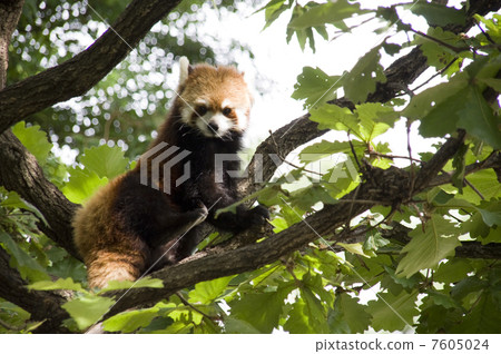 Nogeyama zoo Lesser panda 7605024