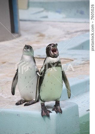 Noge Mountain Zoo Humboldt Penguin 7605026