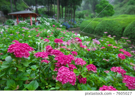 Hydrangea at Mimuroto Temple 7605027