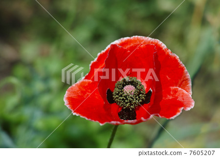 Poppy red poppy Poppy red poppy 7605207