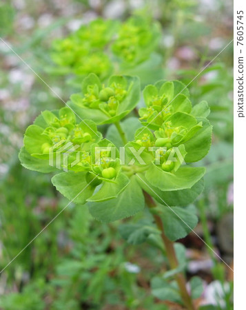 Euphorbiaceous 7605745