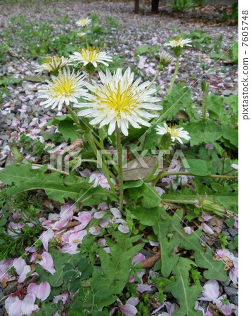 白色香蕉蒲公英 7605748