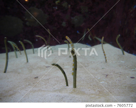 Chinese eel Chinese eel 7605772