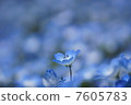 Nemophila 7605783