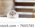 Hamster 7605785