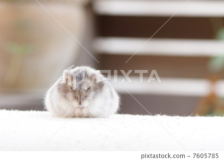 Hamster 7605785