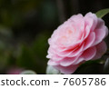 Otome Tsubaki 7605786