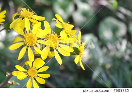 大吳風草 7605885