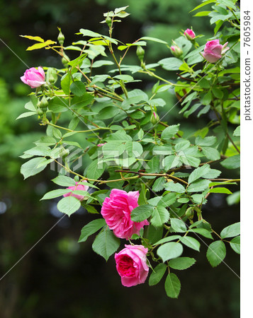 Morden Centennial 7605984