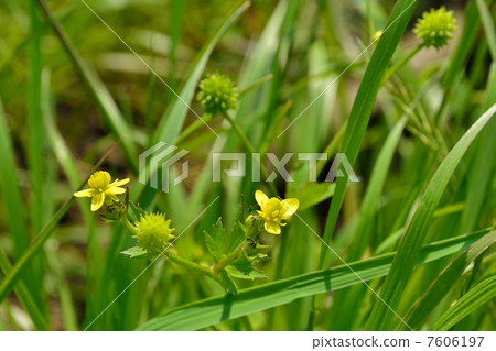 Plant · Citrus fruit Butterfly Buttercup family 7606197