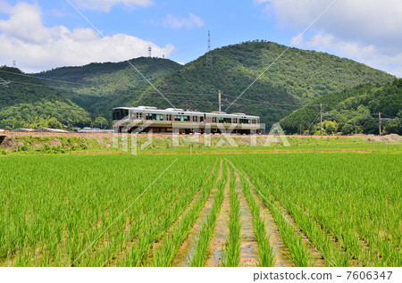 初夏鐵路三在主線京都口園~Funaoka米稻田藍天223系列JR西日本 7606347