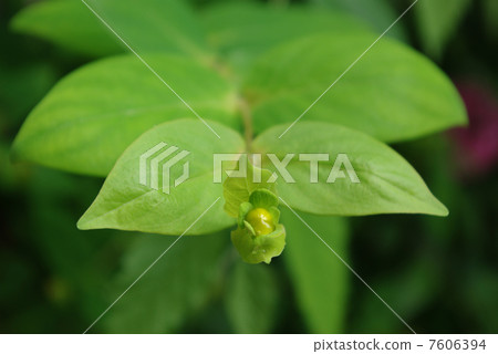 Bud of Iwateoto giri 7606394