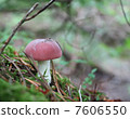  毒蘑菇 7606550