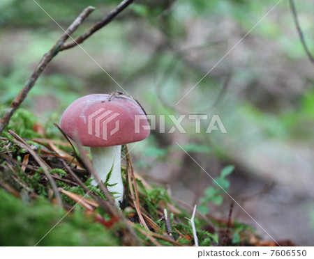 Poison mushroom Poison mushroom 7606550