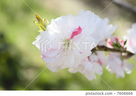 Hanamomo Hanamomo 7606666