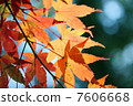秋天的樹葉 7606668