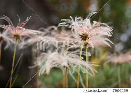 Chingruma Chingruma 7606669