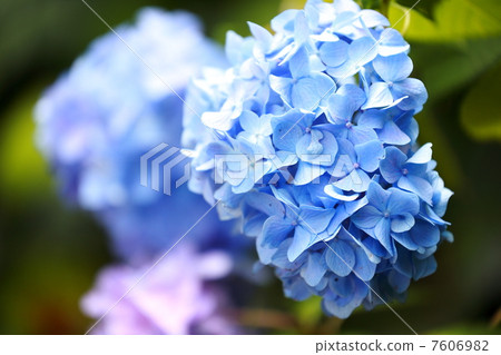 蘇瑪的繡球花 蘇瑪的繡球花 7606982