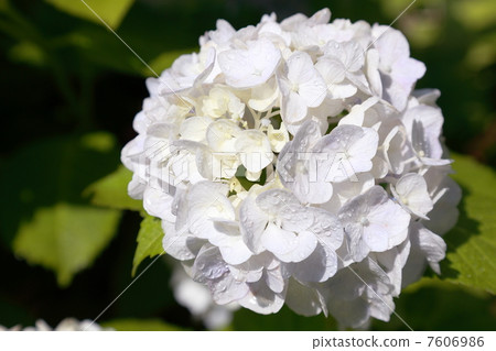 白色的幻想 7606986