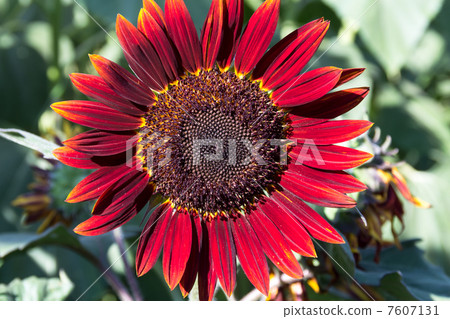 Sunflower Prado Red Shade Sunflower Prado Red Shade 7607131