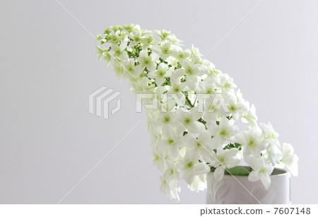 White flower White flower 7607148