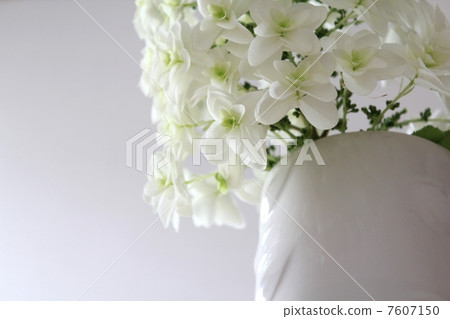 White flower White flower 7607150