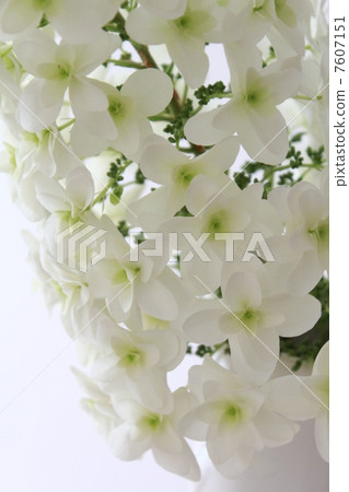White flower White flower 7607151