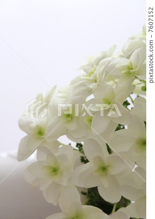 White flower White flower 7607152