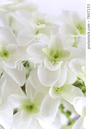 White flower White flower 7607153