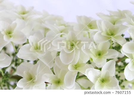 White flower White flower 7607155