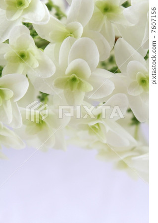 White flower White flower 7607156
