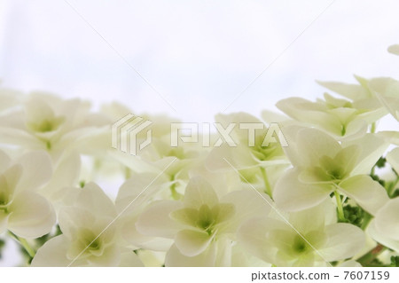  White flower 7607159