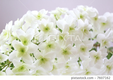 White flower White flower 7607162
