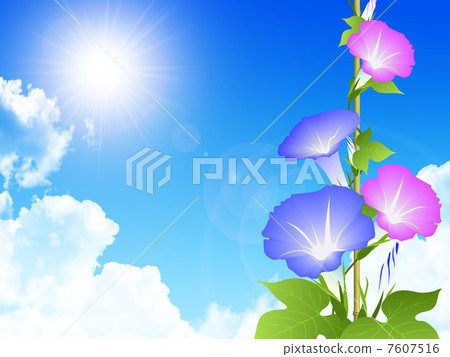 morning glory - Stock Illustration [7607516] - PIXTA